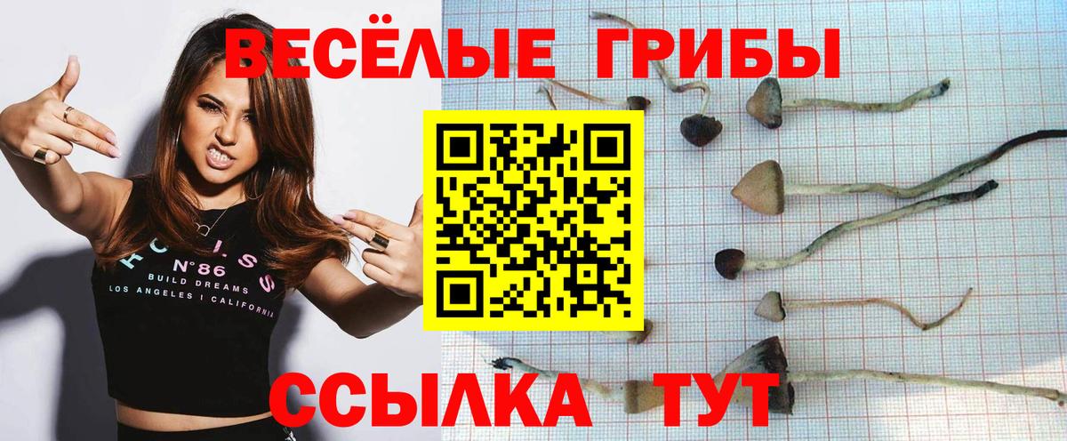 Галлюциногенные грибы Psilocybe Алатырь